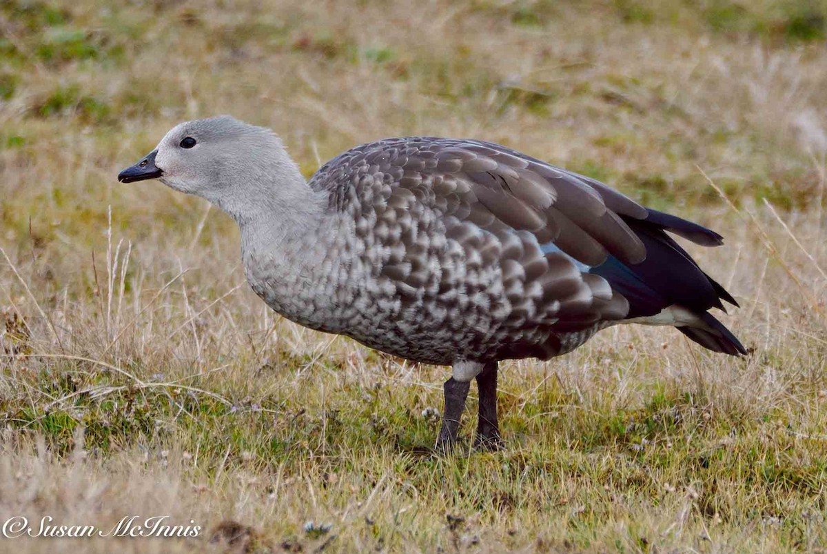 Blue-winged Goose - ML636117182