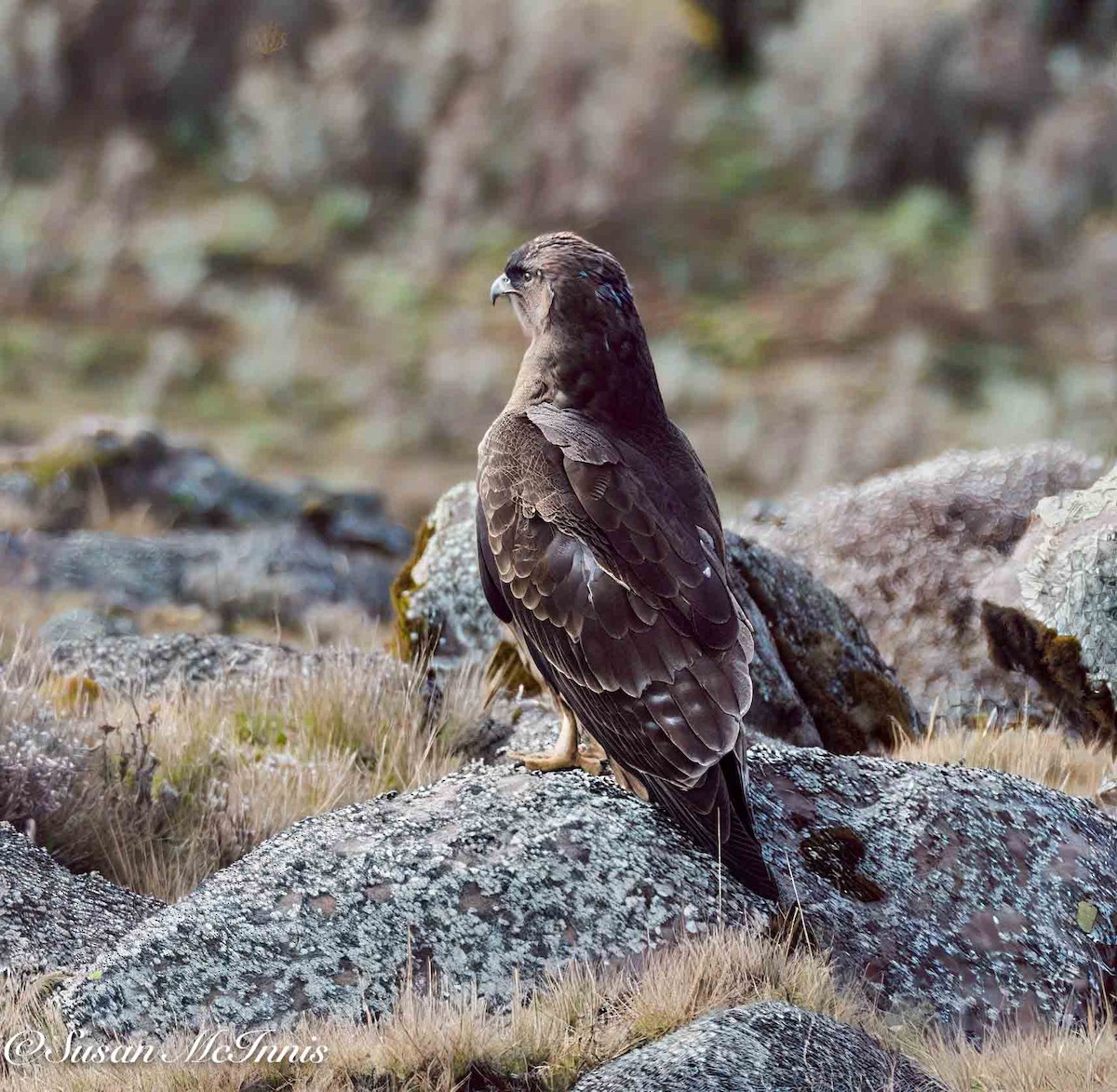 Augur Buzzard (Augur) - ML636117342