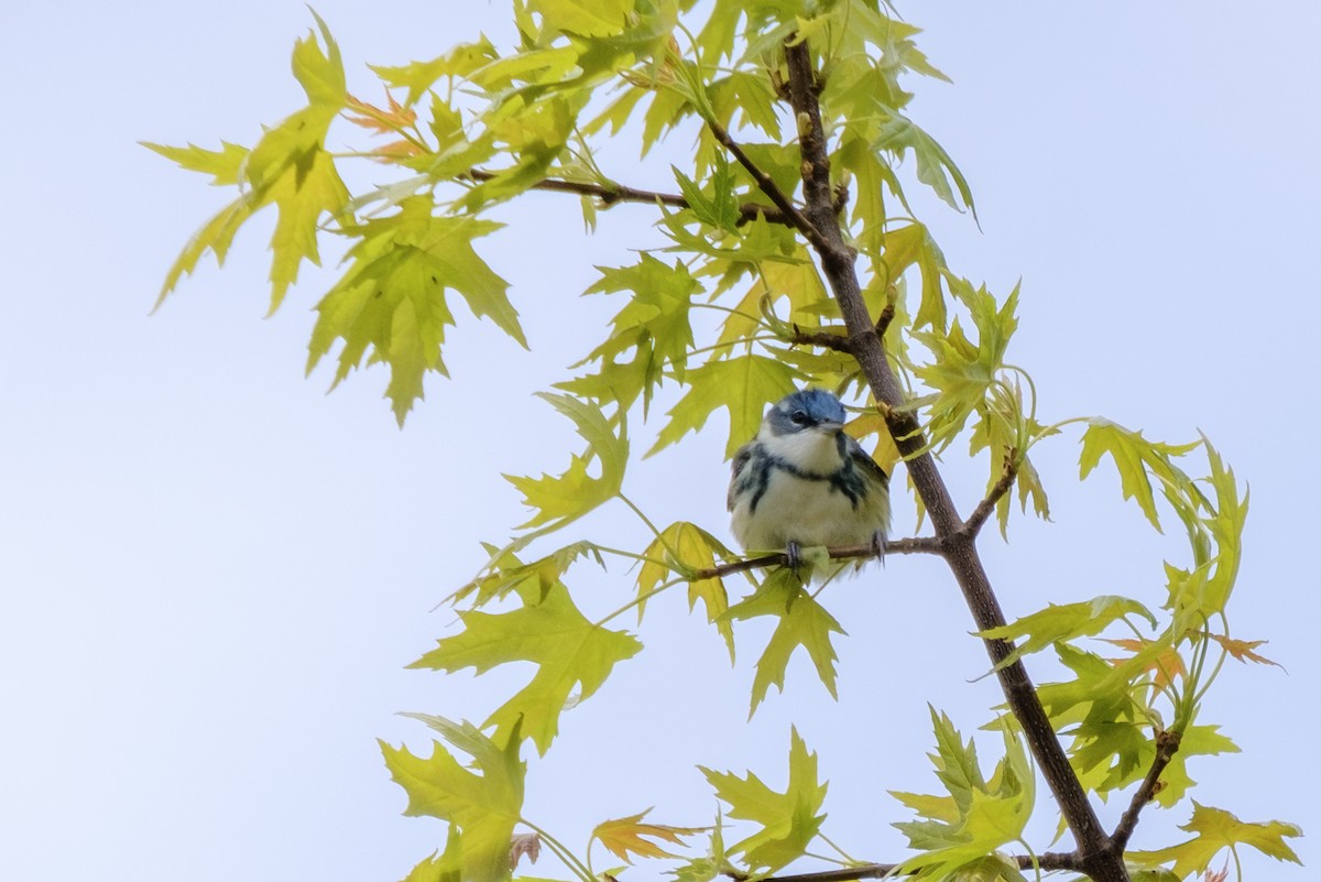 Cerulean Warbler - ML636117345