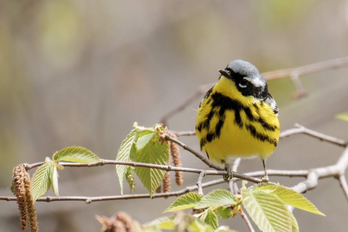 Magnolia Warbler - ML636117350