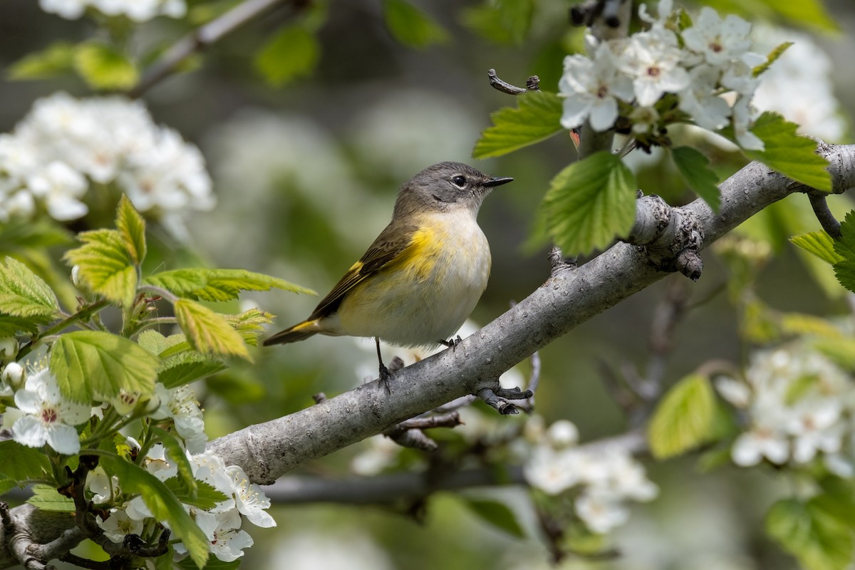 American Redstart - ML636117357