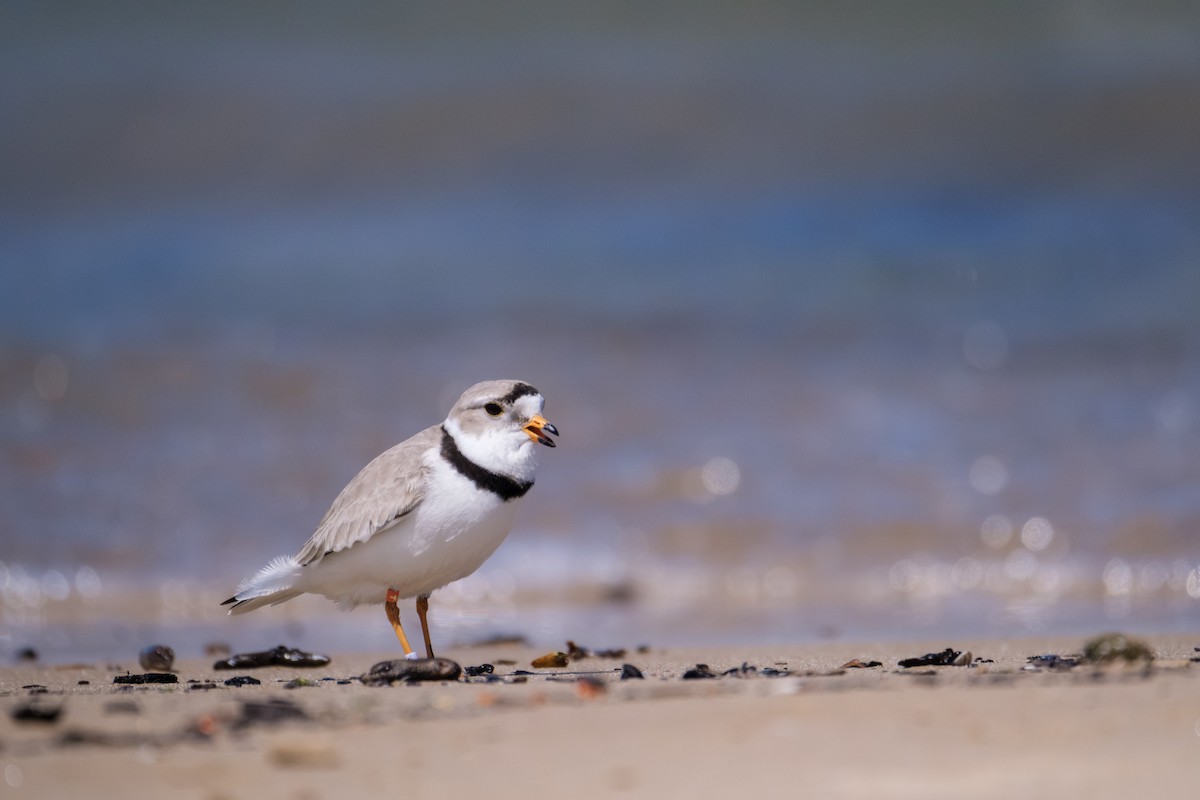 Piping Plover - ML636117387