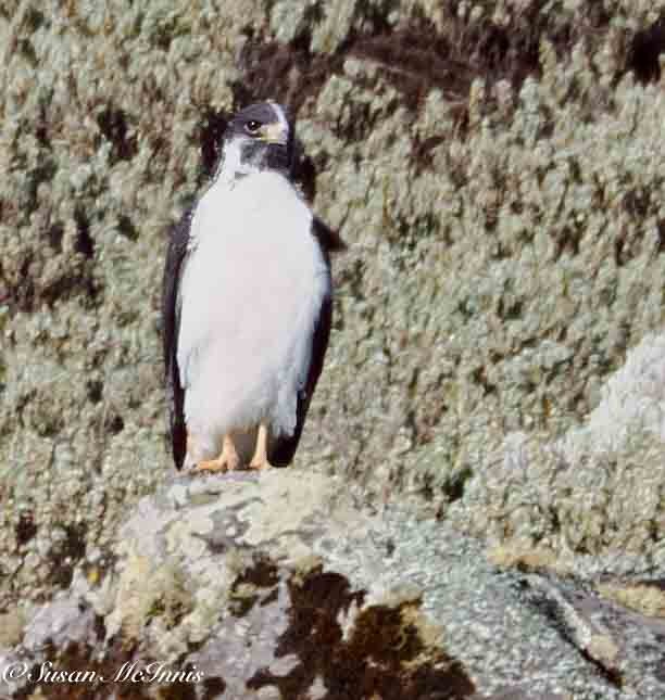 Augur Buzzard (Augur) - ML636117405