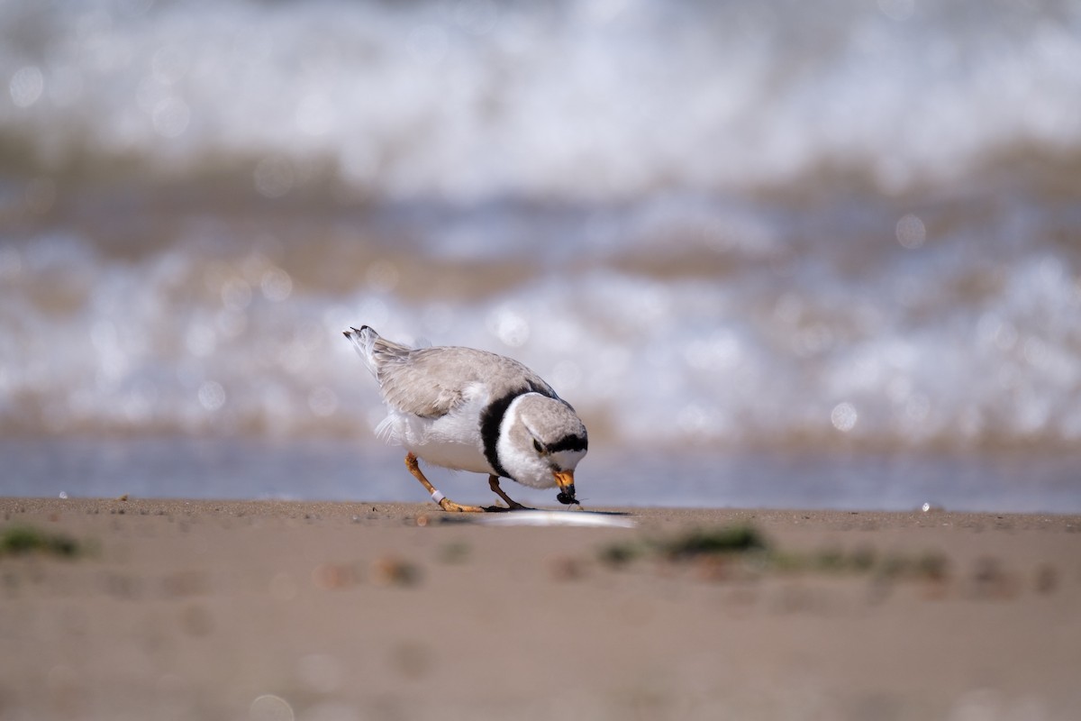 Piping Plover - ML636117407