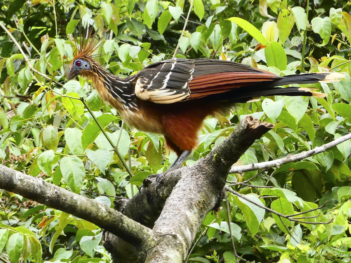 Hoatzin - ML636117408