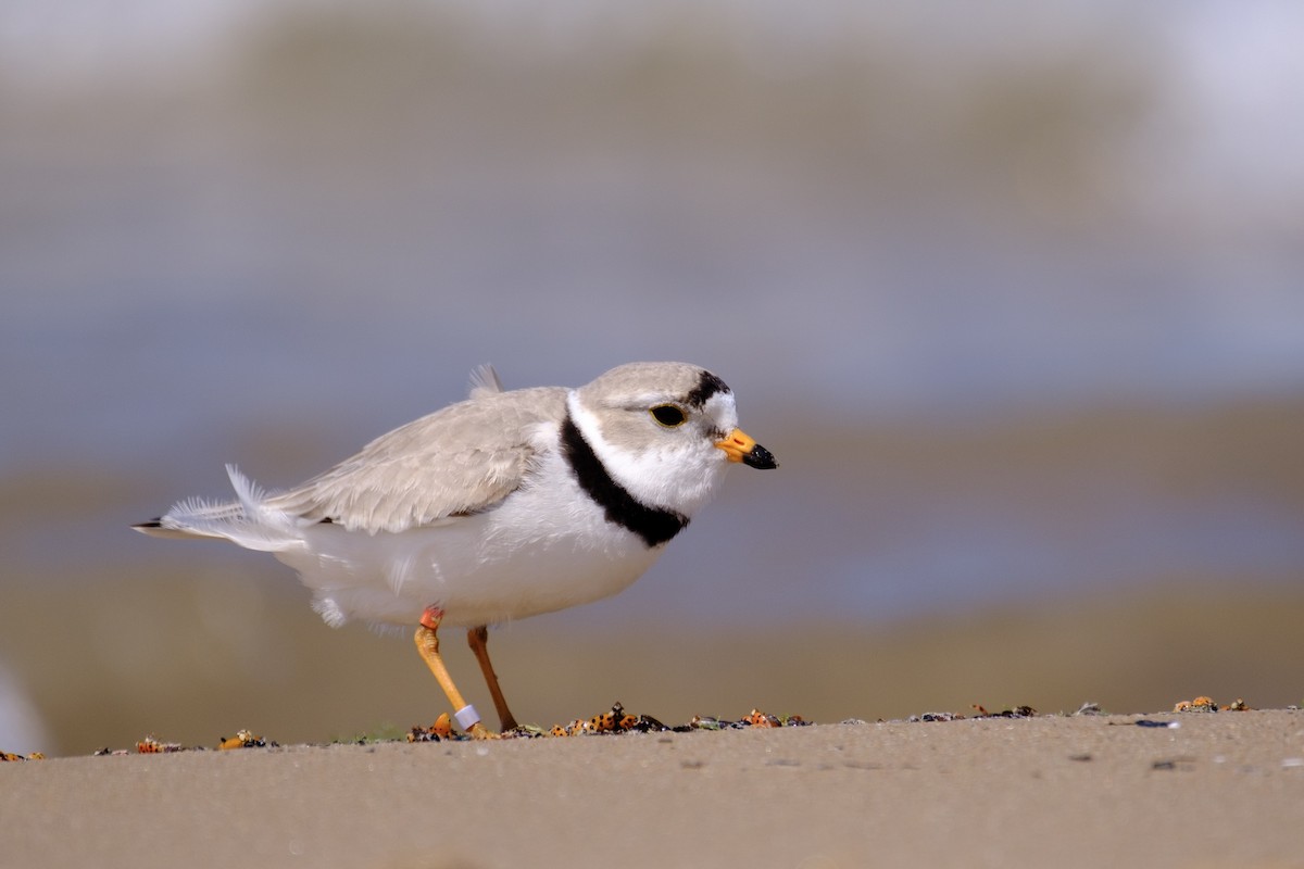 Piping Plover - ML636117410
