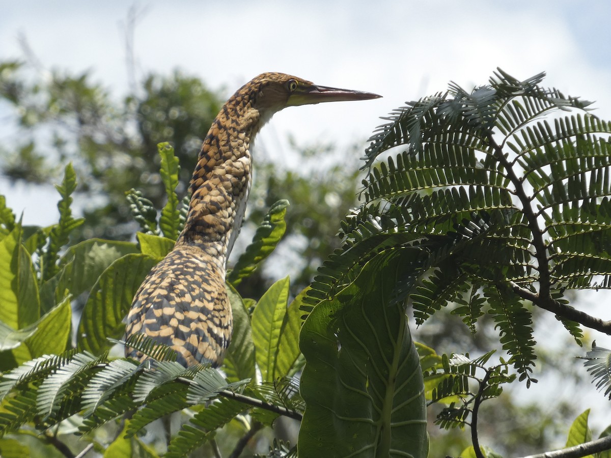 Rufescent Tiger-Heron - ML636117412
