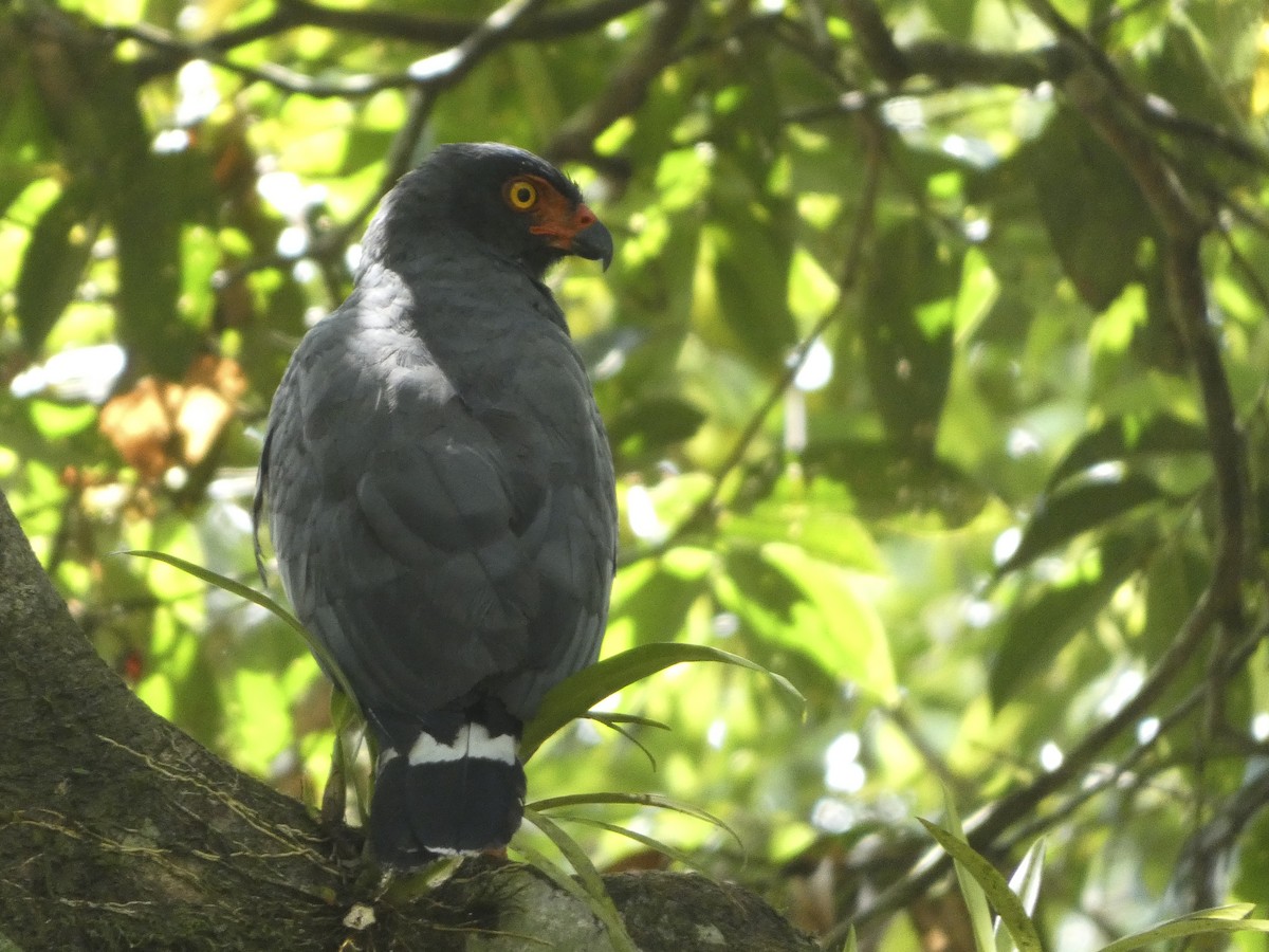 Slate-colored Hawk - ML636117420