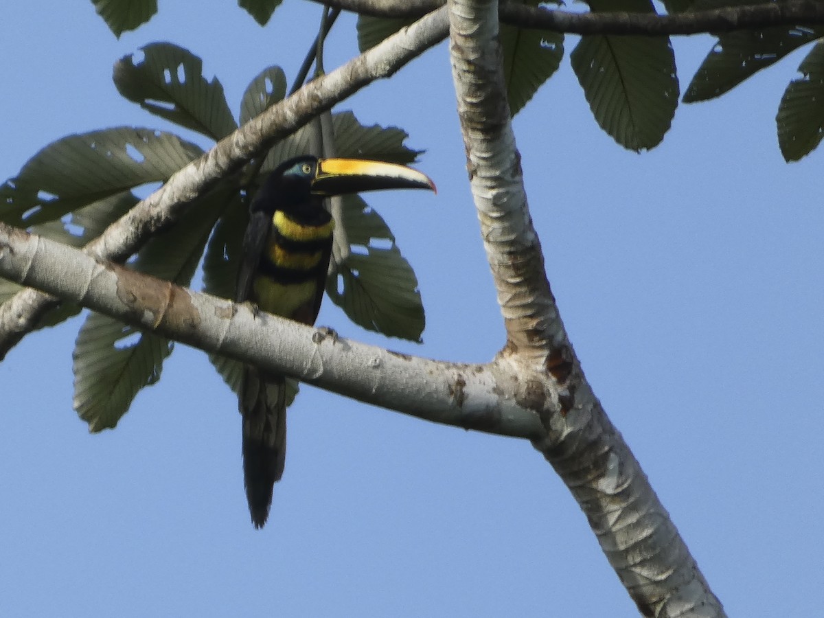 Many-banded Aracari - ML636117427