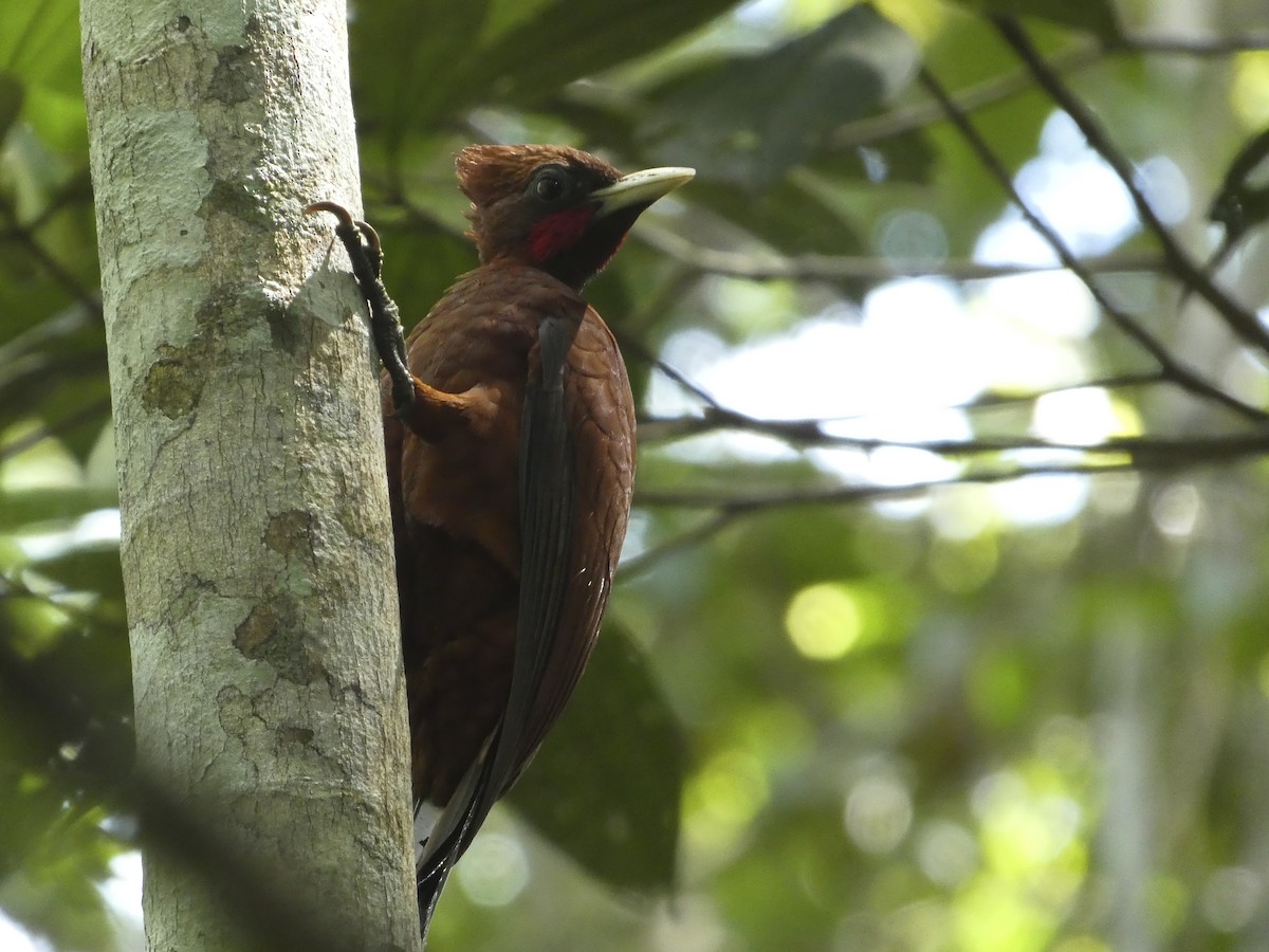 Chestnut Woodpecker - ML636117432