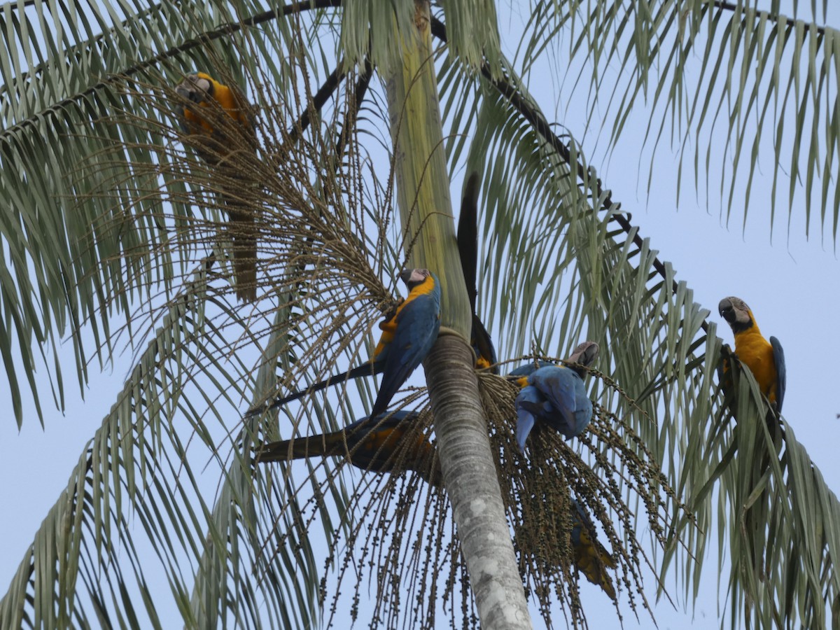 Blue-and-yellow Macaw - ML636117443