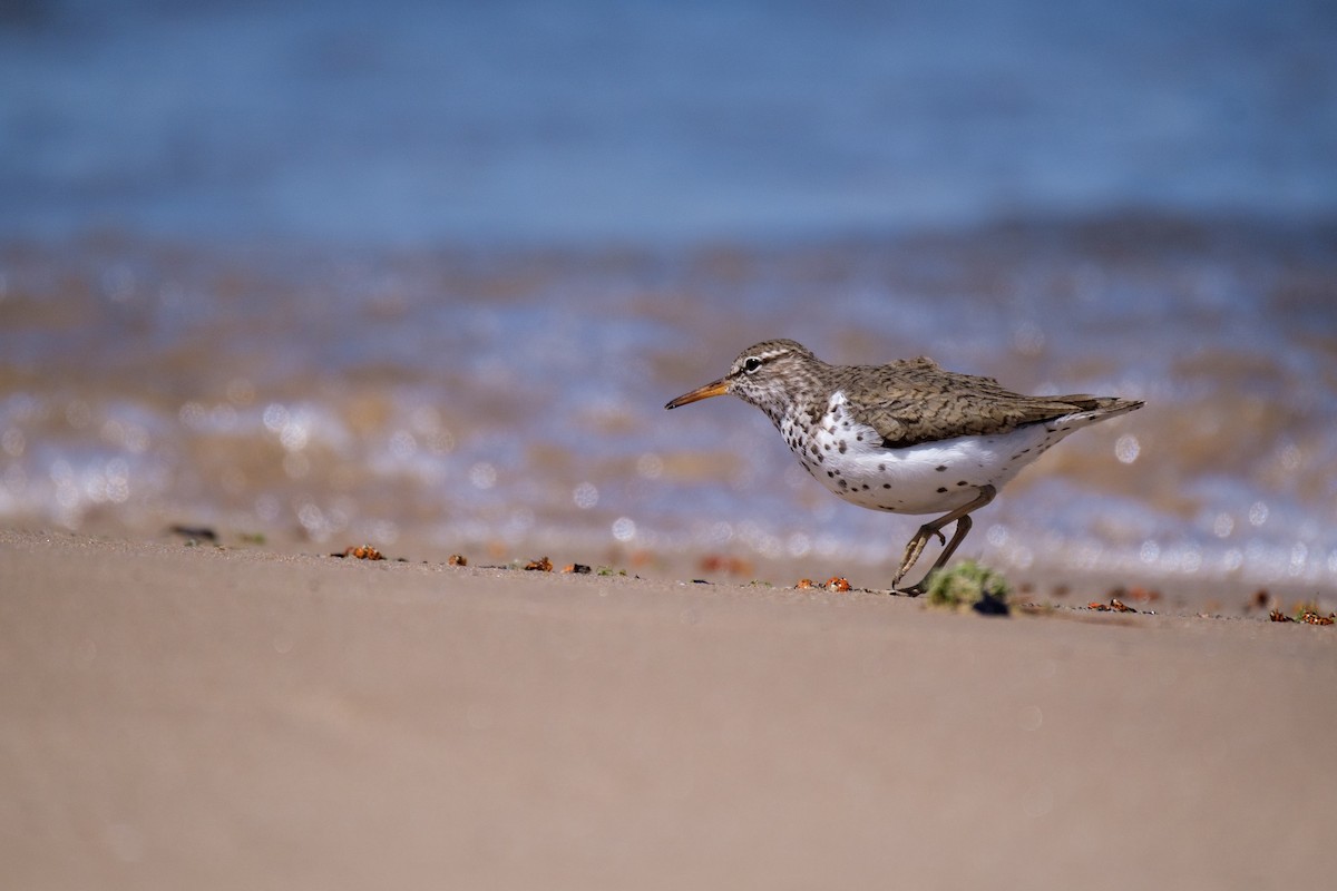 Spotted Sandpiper - ML636117452