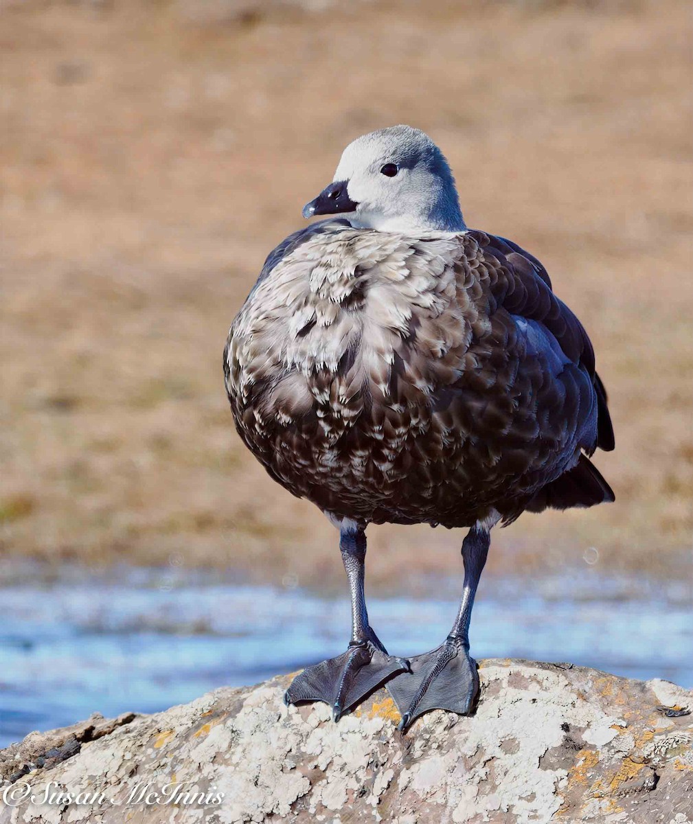 Blue-winged Goose - ML636117499