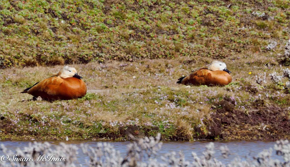 Ruddy Shelduck - ML636117523