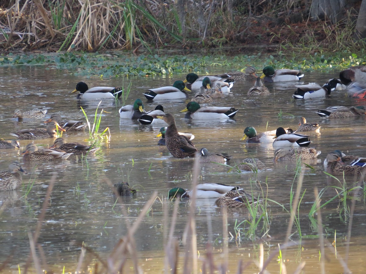 Mottled Duck - ML63611761