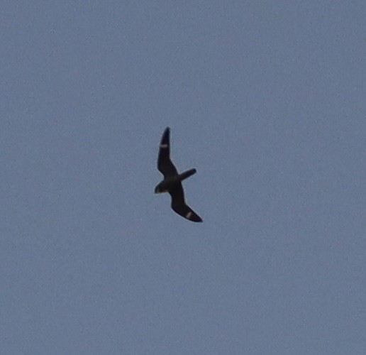 Antillean Nighthawk - ML636117651