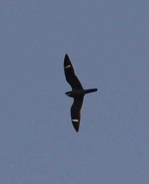 Antillean Nighthawk - ML636117652