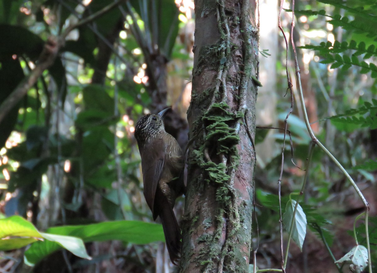 White-throated Woodcreeper - ML636117678