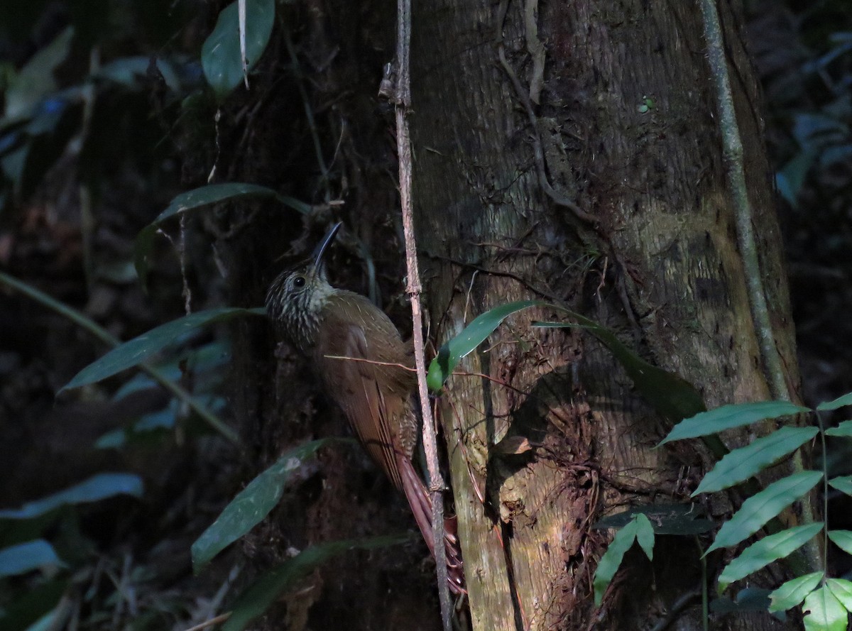 White-throated Woodcreeper - ML636117679