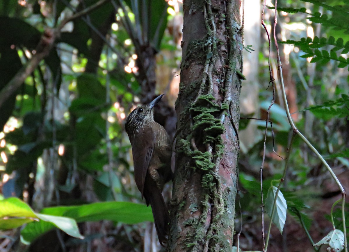 White-throated Woodcreeper - ML636117681