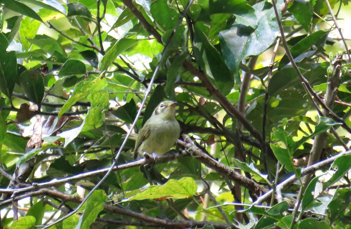Oustalet's Tyrannulet - ML636117695