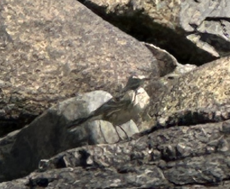 American Pipit - ML636117715