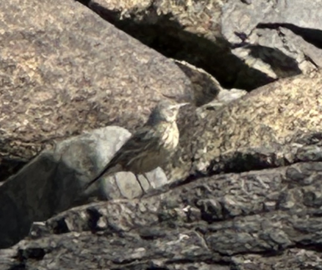 American Pipit - ML636117717