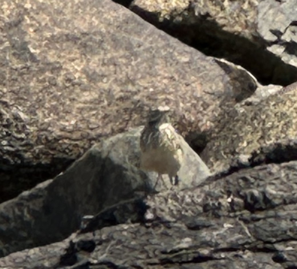 American Pipit - ML636117718