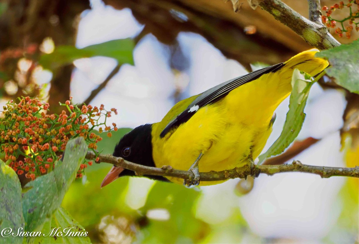 Ethiopian Black-headed Oriole - ML636117719