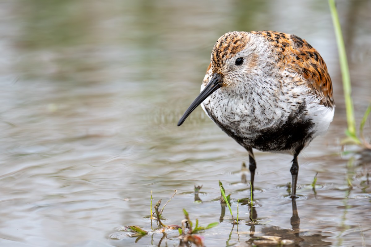 Dunlin - ML636117755