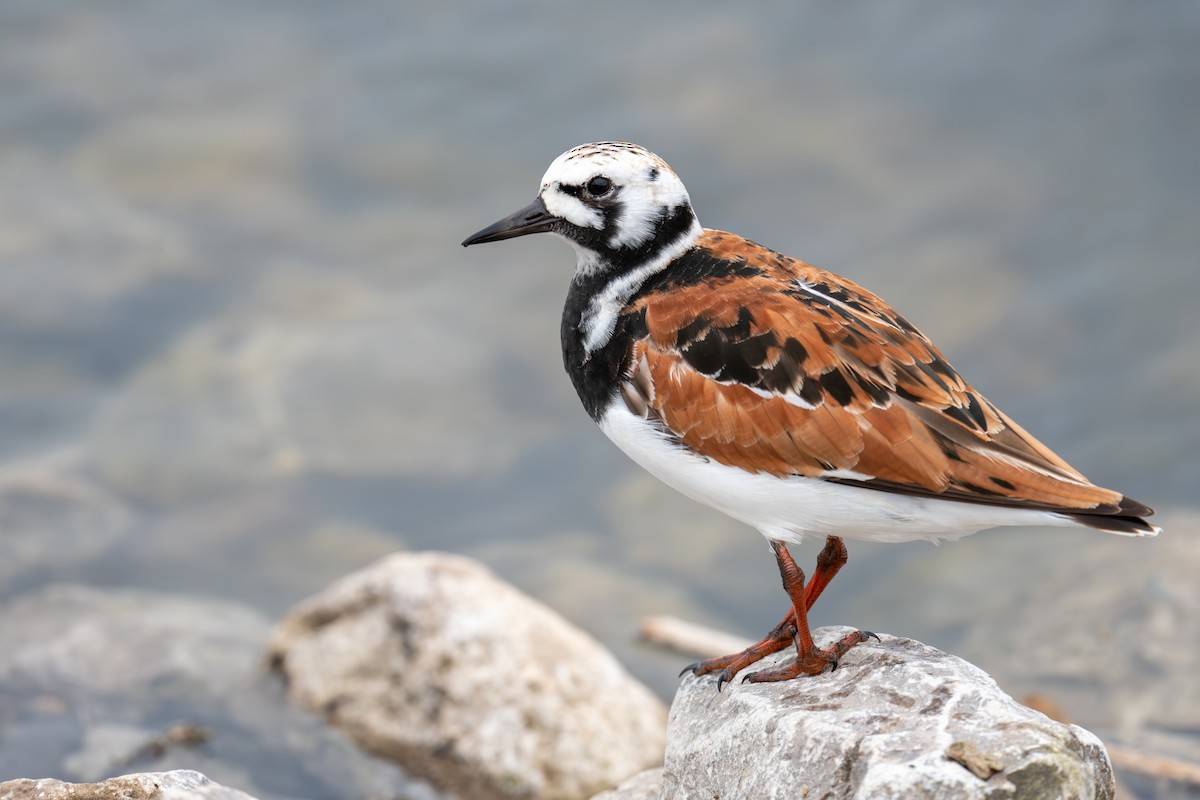 Ruddy Turnstone - ML636117768