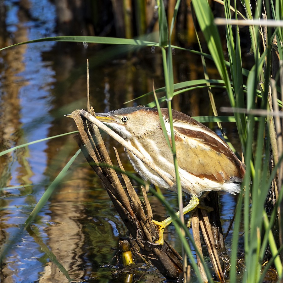 Least Bittern - John McElroy