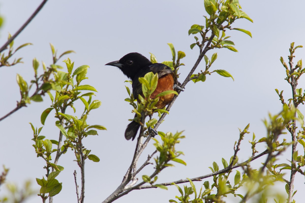 Orchard Oriole - ML636118073