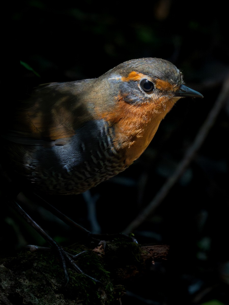 Chucao Tapaculo - ML636118213