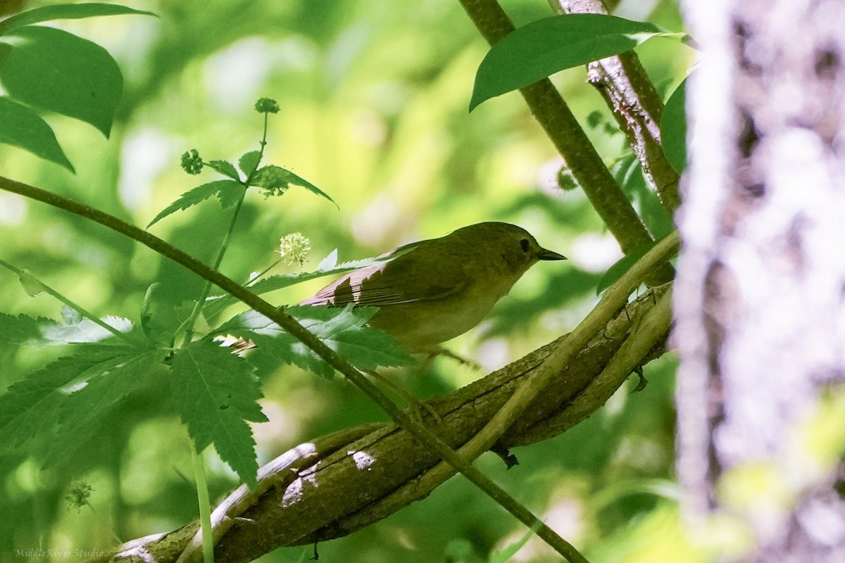 Common Yellowthroat - ML636118236