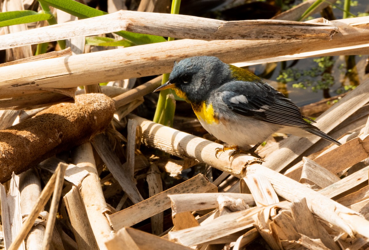 Northern Parula - ML636118294