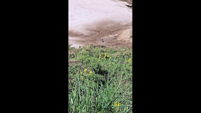 Black-headed Bunting - ML636118395