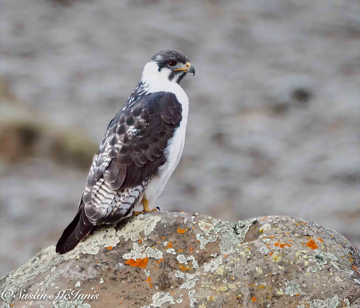 Augur Buzzard (Augur) - ML636118454