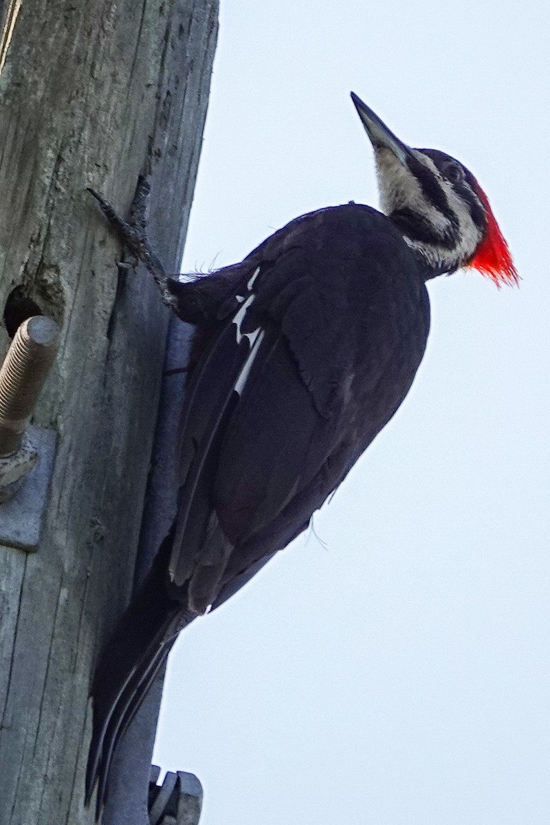 Pileated Woodpecker - ML636118457