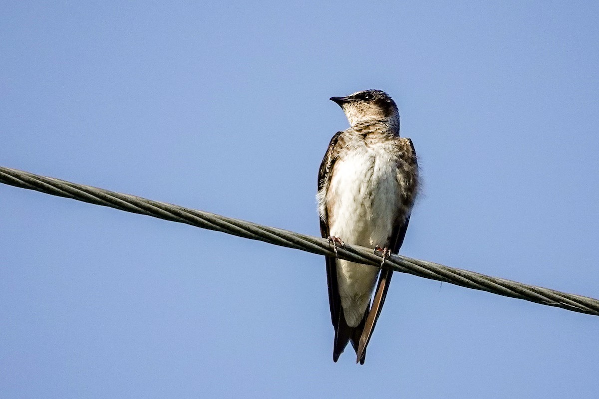 Purple Martin - ML636118470
