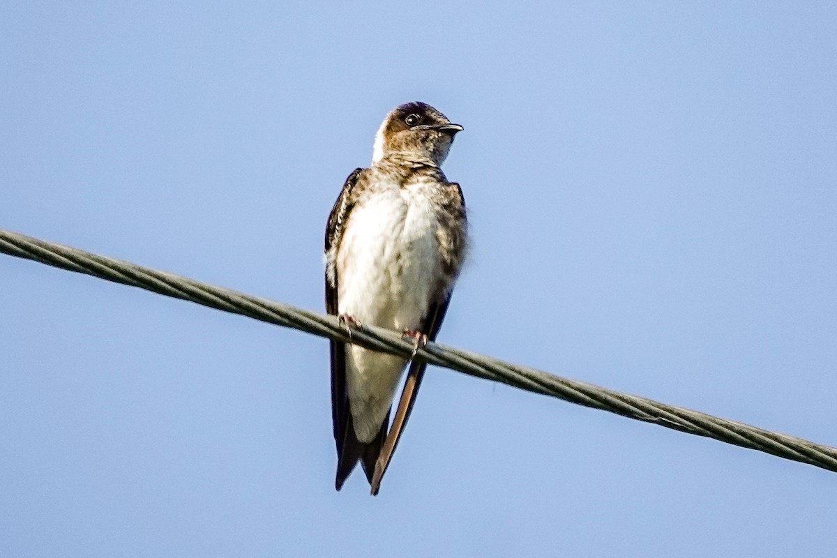 Purple Martin - ML636118471