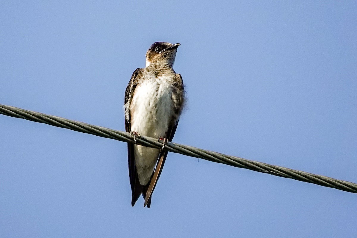Purple Martin - ML636118472