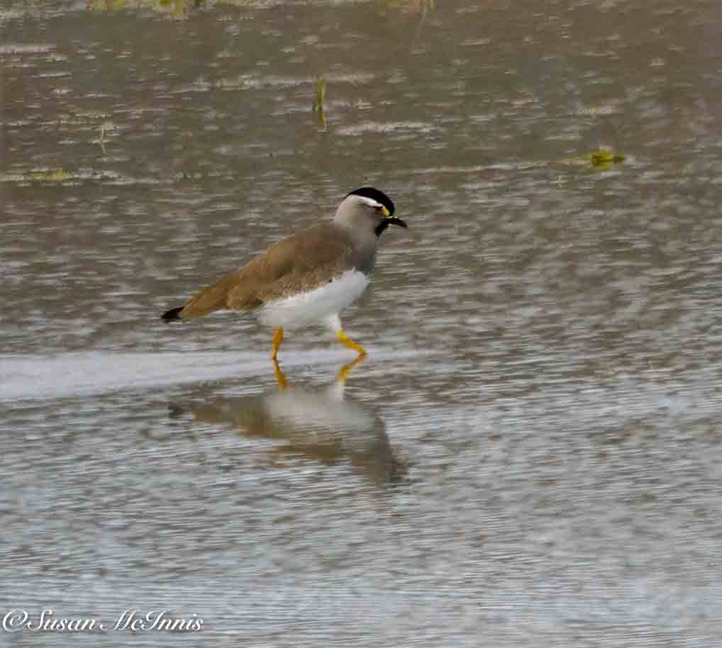 Spot-breasted Lapwing - ML636118492
