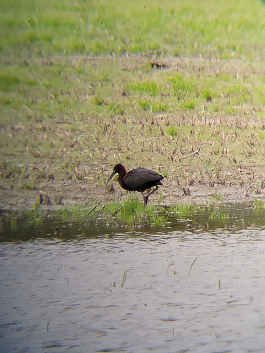 Glossy Ibis - ML636118589