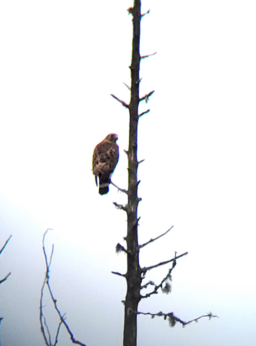 Broad-winged Hawk - ML636118619
