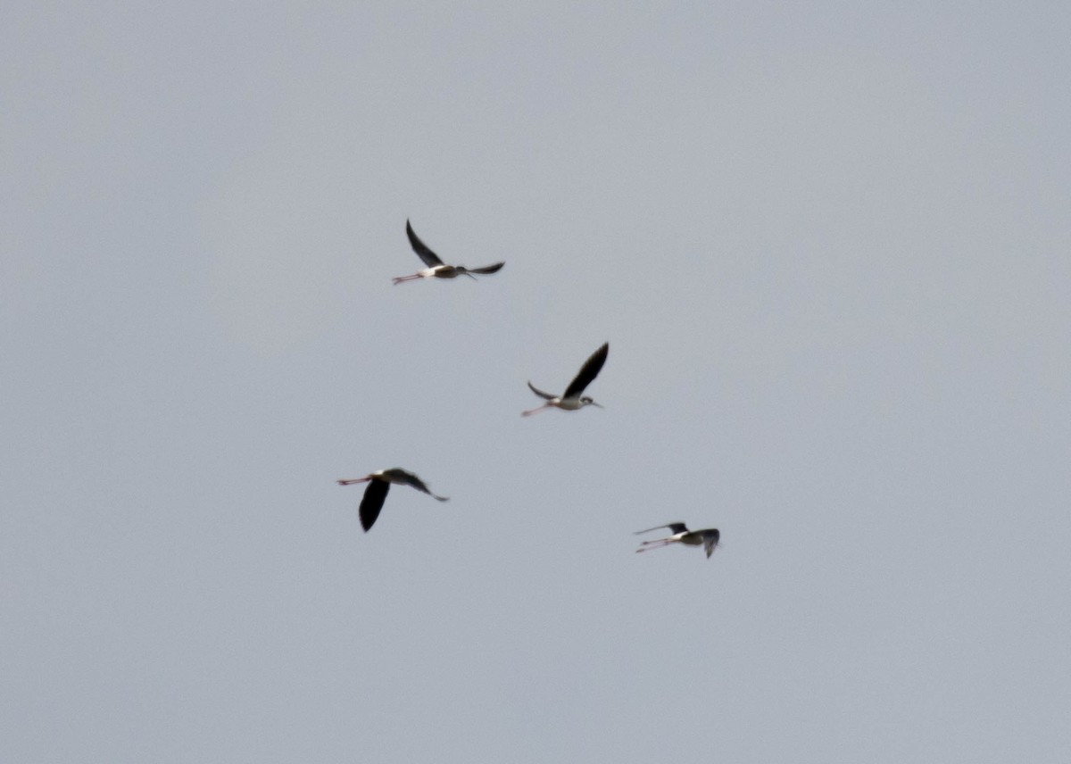 Black-necked Stilt - ML636118632
