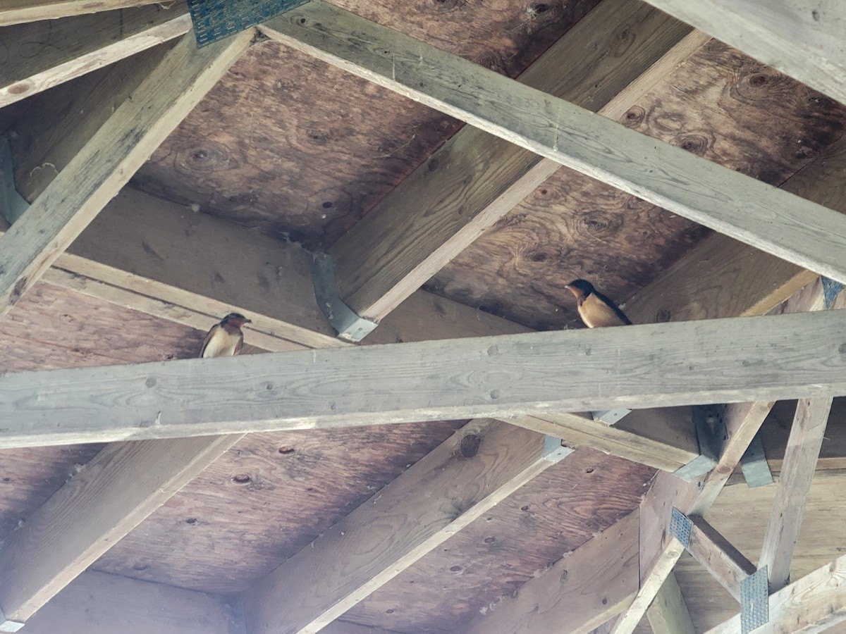 Barn Swallow - ML636118679