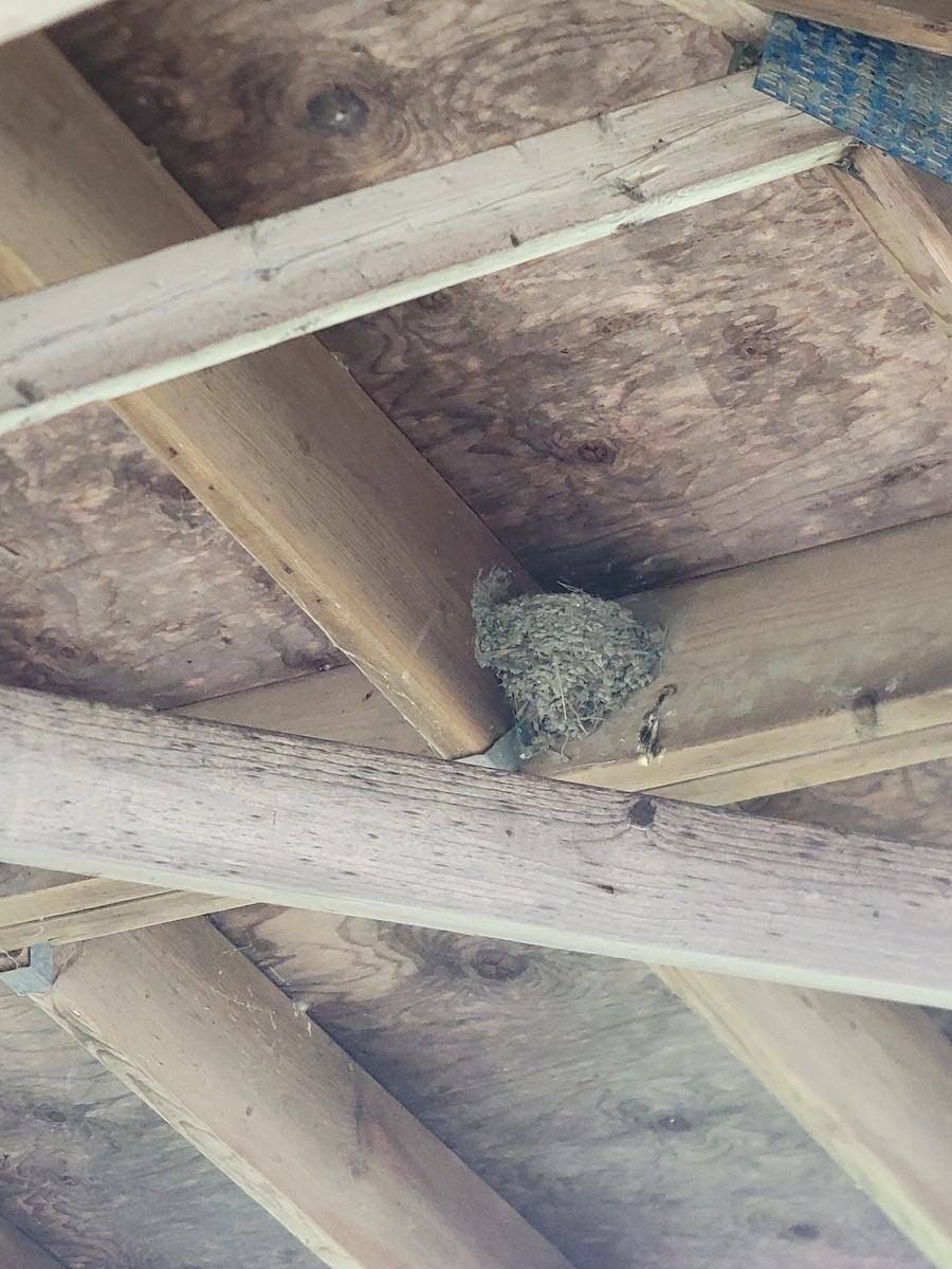 Barn Swallow - ML636118680