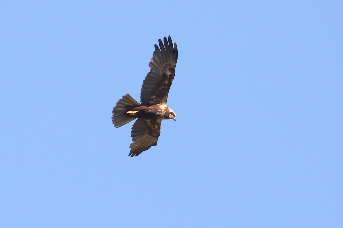 Western Marsh Harrier - ML636118953