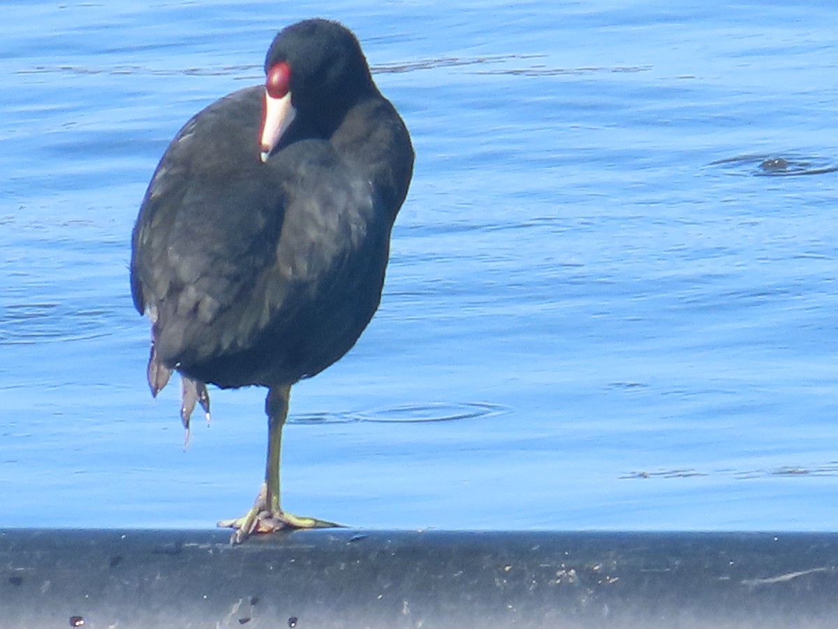 Hawaiian Coot (Red-shielded) - ML636119156